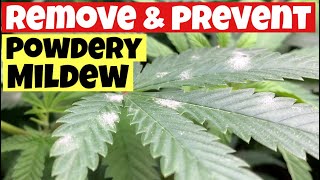 HOW TO PREVENT AND TREAT POWDERY MILDEW MADE EASY