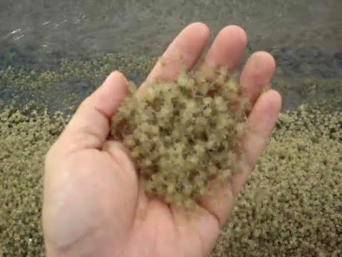 So Uhhh, Who Wants A Handful Of Baby Crabs?