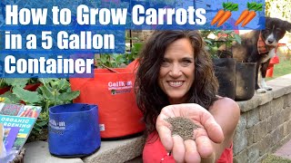 How to Grow Carrots in a 5 Gallon Container / Fall Garden Series #2 🥕🥕🥕