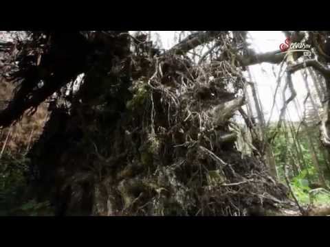 Der Rothwald   Der letzte Urwald Mitteleuropas Doku HD deutsch