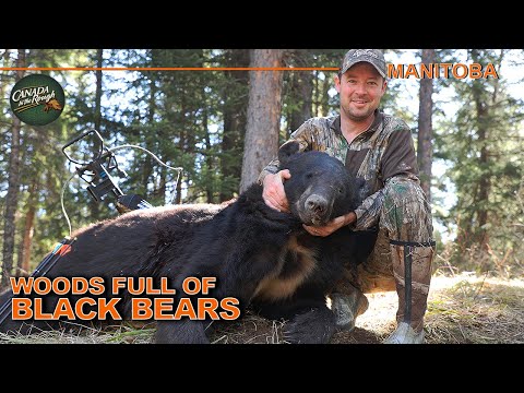 NON-STOP Bears in the Manitoba Woods (AMAZING Hunt Action) | Canada in the Rough