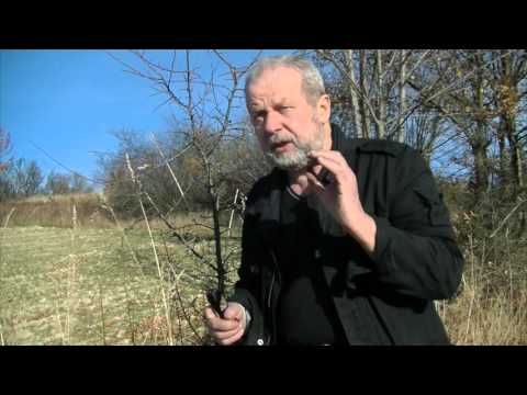 What to do when you run out of medicine - blackthorn