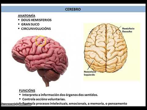 Vídeo: O sistema nervioso