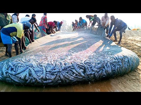 😱 Woow!! Amazing !! Million 8k of fish catching unbelievable fishing video @fishnegombo