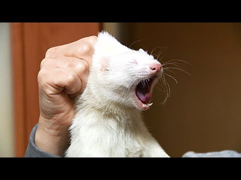 1st YouTube video about how big is a cat's neck