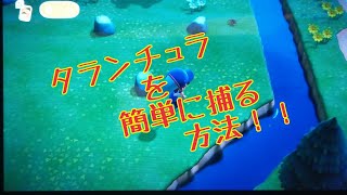 【あつ森】タランチュラの簡単な捕り方！