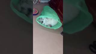 Наша Анжела