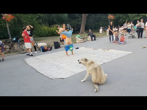 Der Breakdance-Hund
