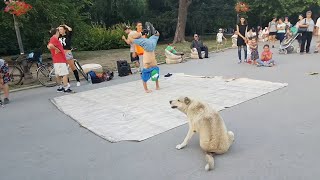 animales El perro baila breakdance