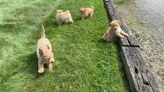 Video preview image #1 Bichpoo Puppy For Sale in SUGARCREEK, OH, USA