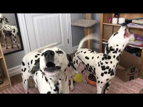 Barking Dalmatians!