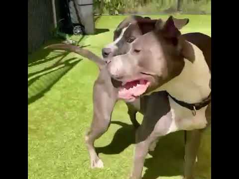 Meet Wilhelmina a Mixed Breed Medium (up to 44 lbs fully grown) currently available for adoption! 8