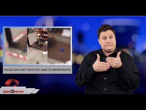 Police dog can’t quite get used to winter boots (ASL - 12.9.18)