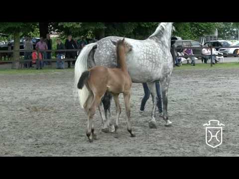 A232 Hengstfohlen von For Pleasure - Cassiano - Corofino I