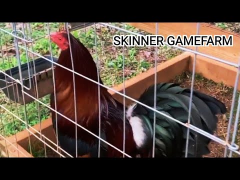 SKINNER GAMEFARM || Never give up because success doesn't know the word give up