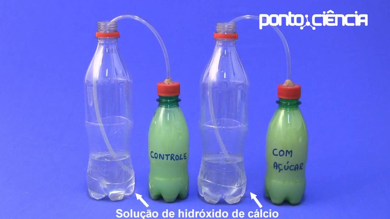 Pontociência - Fermentação: como os fungos fazem bebida alcoólica