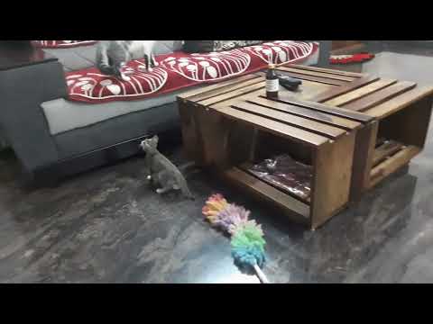 Mother cat teaching here kitten to fight 🤣🤣