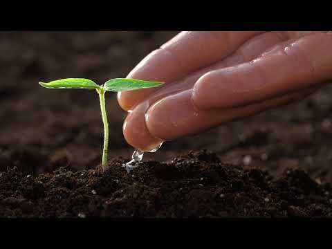 Hand Watering a Small Plant Close Up - Download Free HD Stock Videos