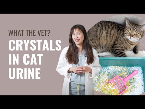 Urinary crystals in cats - Dr. Justine Lee