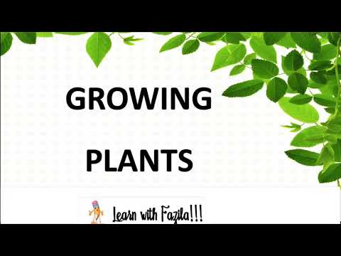 Parts of a Plant Classes for Kids | Parts of a plant | Grade 1 | Growing Plants | Learn with Fazila