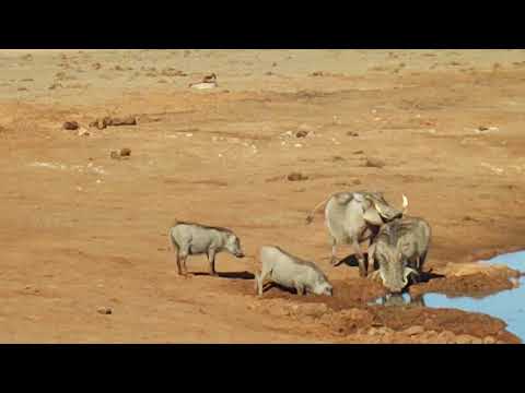 Warthog family drinking