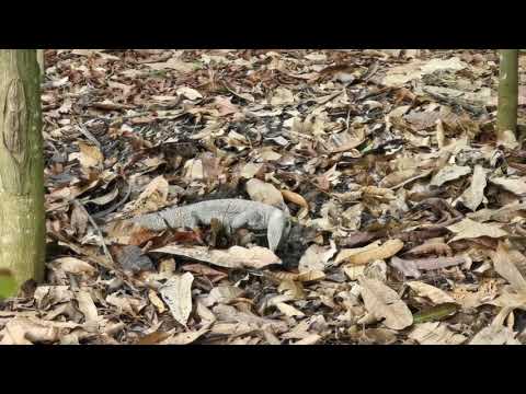 Monitor Lizard Foraging