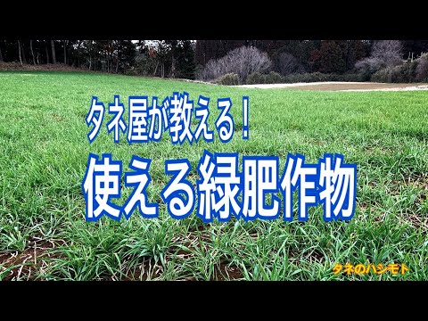 トップ3の緑肥ライ麦