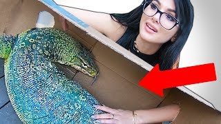 WHAT&#39;S IN THE BOX CHALLENGE **LIVE ANIMALS**