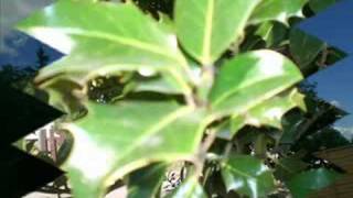 edge of the ocean by ivy