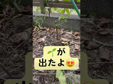 挿し木 茎の取り方 植物 木 低木 挿し木 ヒント 11月 冬