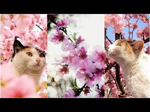 Набережная Ялты | котики | цветочки | Весна 2016