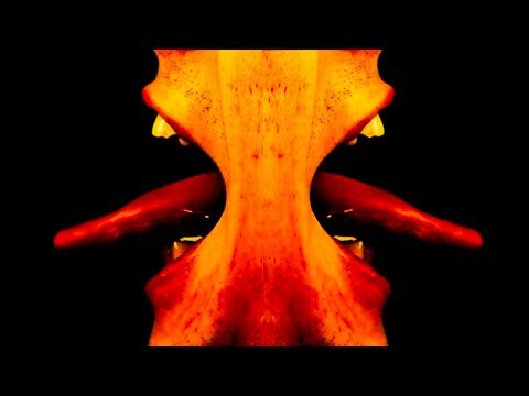 Candie Hank - Le desastre [Psicodelic video version]