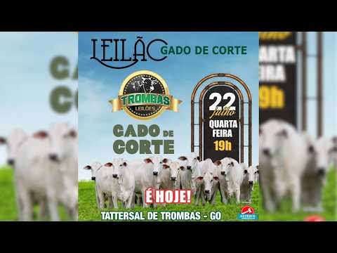 LEILÃO  GADO DE CORTE TROMBAS LEILÕES - TROMBAS GOIAS  - 22 / 07 / 2026