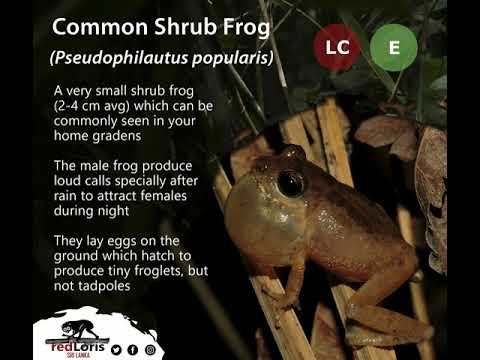 Pseudophilautus bobingeriについて詳しく解説