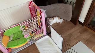 チワワのレオくんとルウくん９～お兄ちゃんと遊びたい～