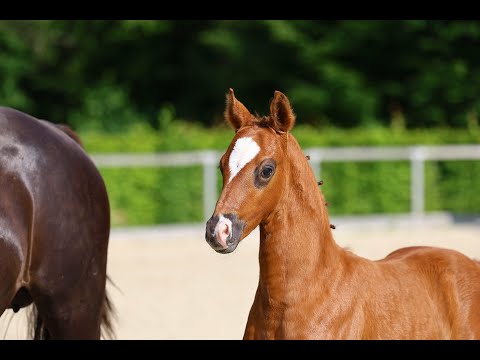 2025 - Hengstfohlen - Livaldon x Dancier - Dunkelfuchs - Abraxans