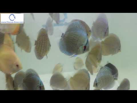 Piwowarski Discus 7-9 cm 10.04.2017