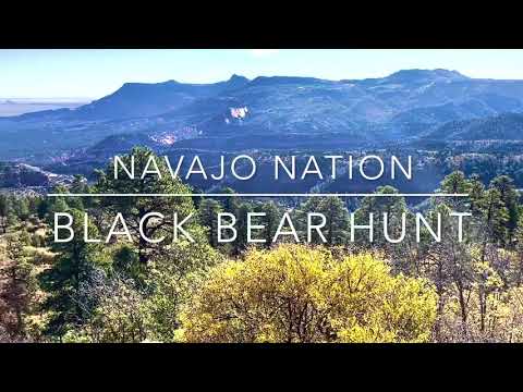 Black Bear Hunt with Hounds in AZ