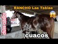 caballos o cuacos en rancho las tablas