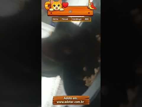 Vídeo de jiji