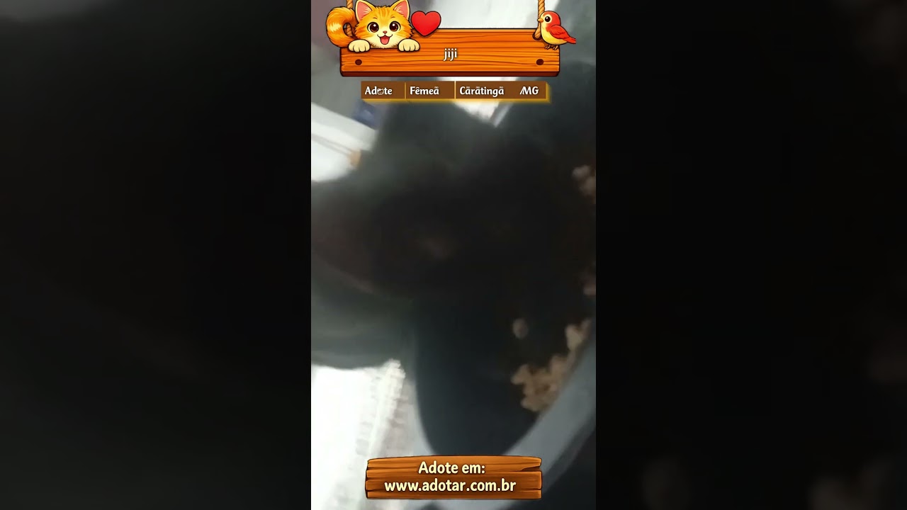 Gato raça SRD-ViraLata idade 2 a 6 meses nome jiji