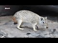 Mocó Kerodon Rupestris Rock Cavy