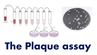 Plaque Assay: Assay for estimating viral titre or viral concentration [plaque forming units / mL]