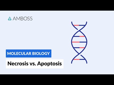 Necrosis vs. Apoptosis: Cell Death
