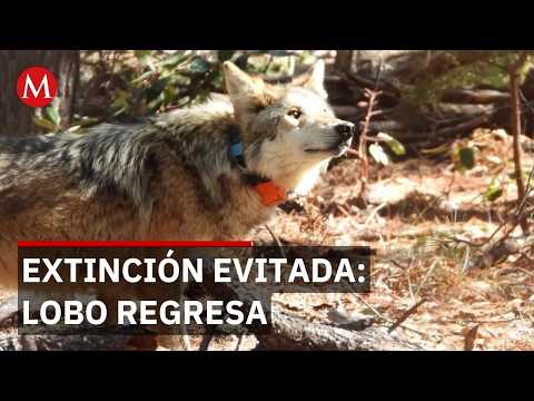 Mexican Wolf Returns to Durango After 40 Years of Being ...