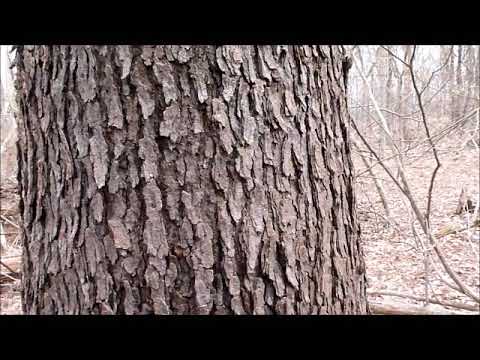 Ecosystem, Landscape, and Tree Diversity