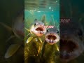 Video Thumbnail for Walleye  jokes...#funny #memes #shorts #fyp