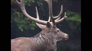 ЕЛЕНОВИ СВАТБИ – МАЗАЛАТ