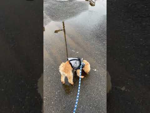 経営学科 水たまりで遊ぶトイプードル8ヶ月 #toypoodle #トイプードル