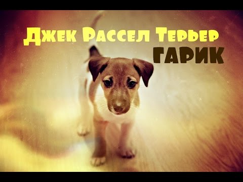 Джек Рассел Терьер /Jack Russell Terrier